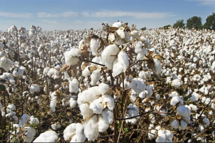 Cotton - Vital for the textile industry