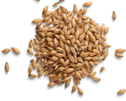 Barley - Used for beer brewing and as animal feed.