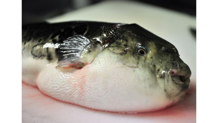 Fugu for sale (Pufferfish) - Image 2