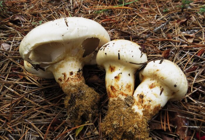 Matsutake Mushrooms - Image 2