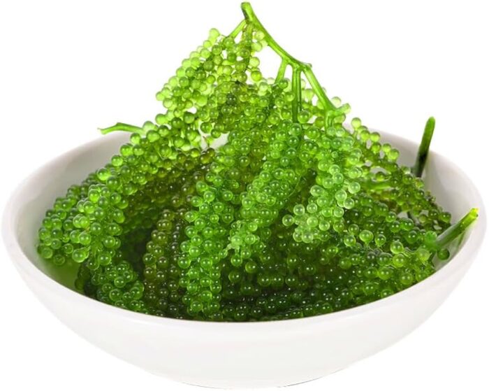 Sea Grapes (Umibudo)