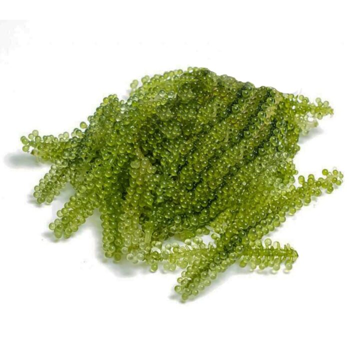 Sea Grapes (Umibudo) - Image 3