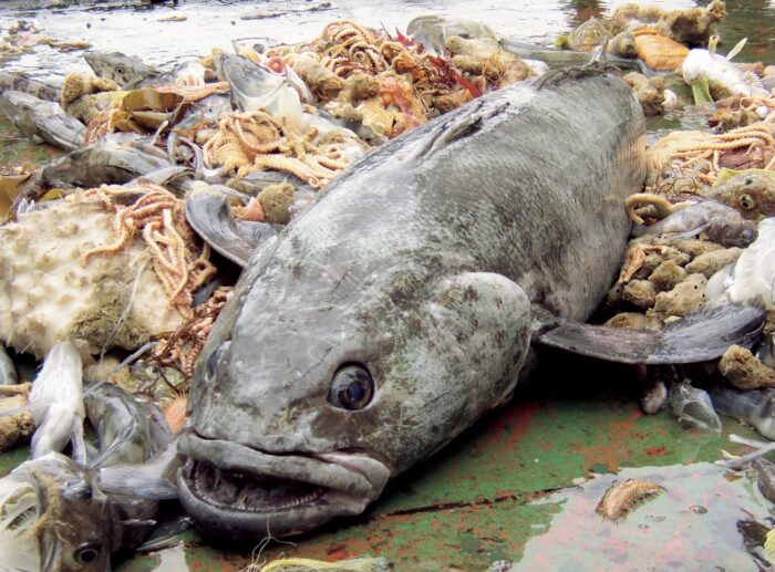 Patagonian Toothfish (Chilean Sea Bass) - Image 2