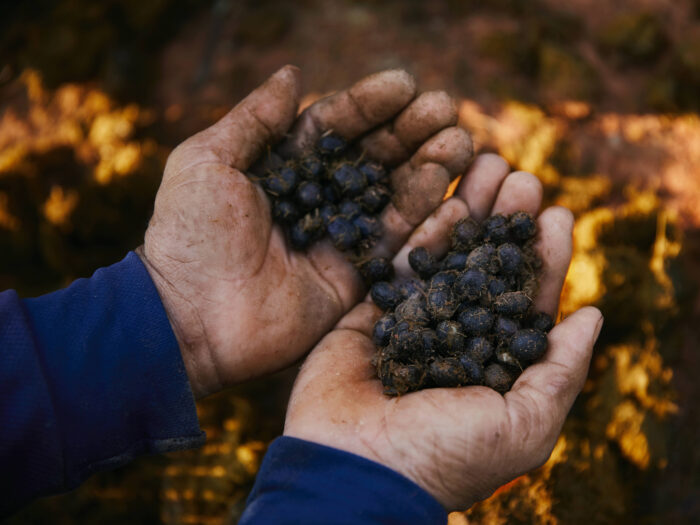 Black Ivory Coffee (Elephant Dung Coffee)