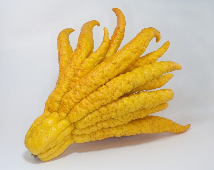 Buddha’s Hand (Citrus Fruit) - Image 3