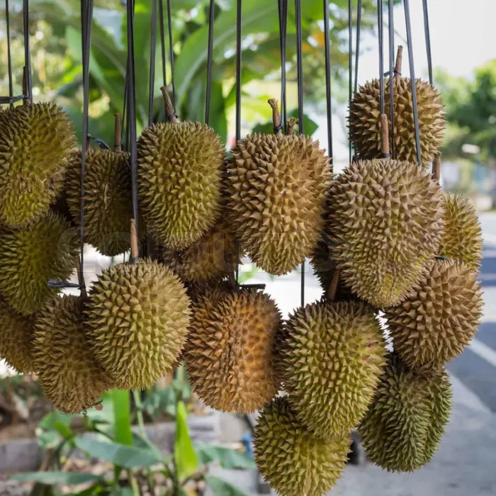 Durian (Southeast Asian Fruit) - Image 8