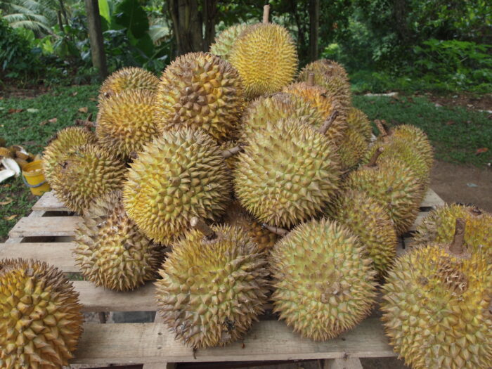 Durian (Southeast Asian Fruit) - Image 3