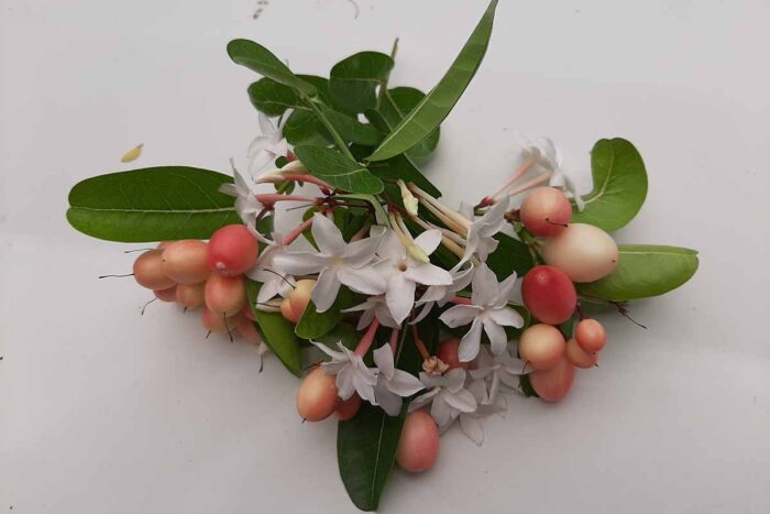 Miracle Berry (Synsepalum dulcificum) - Image 2