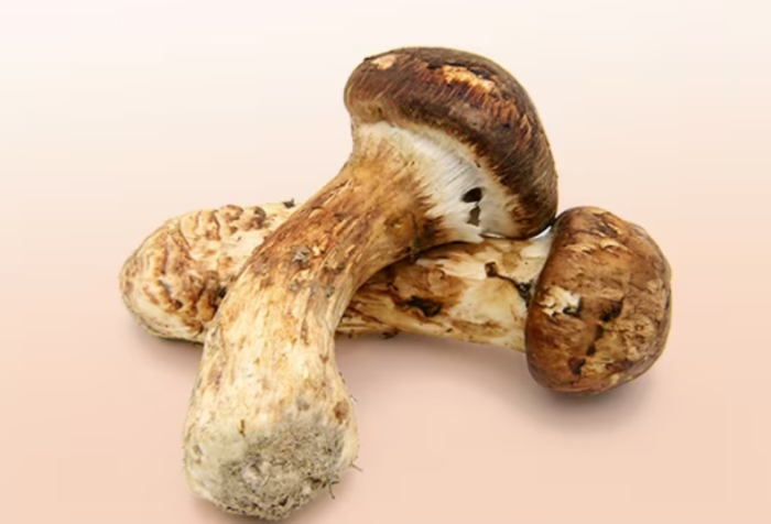 Matsutake Mushrooms - Image 4