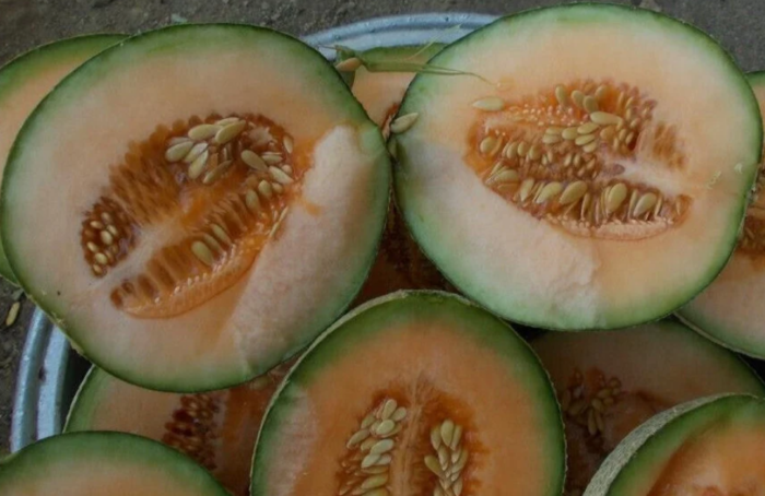 Yubari King Melon (Japanese Melon)