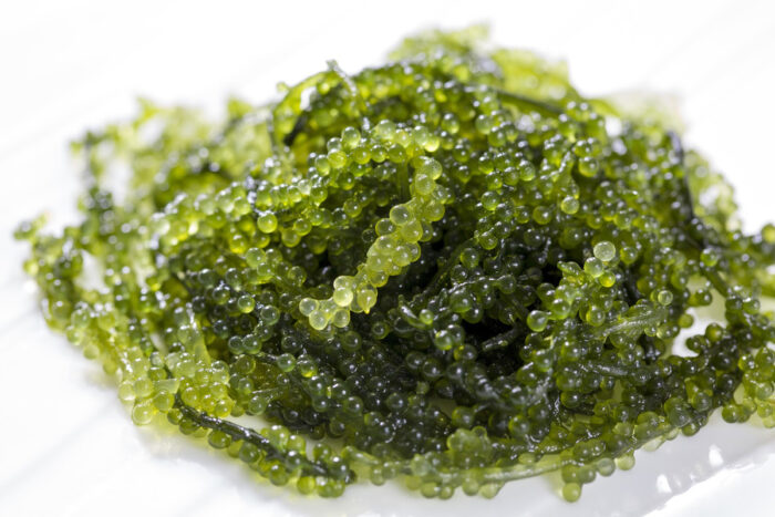 Sea Grapes (Umibudo) - Image 5