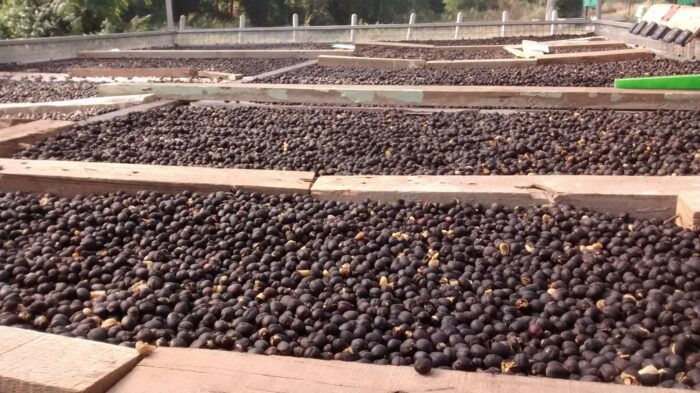 Black Ivory Coffee (Elephant Dung Coffee) - Image 6