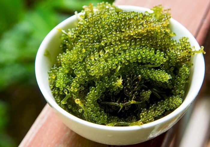 Sea Grapes (Umibudo) - Image 4