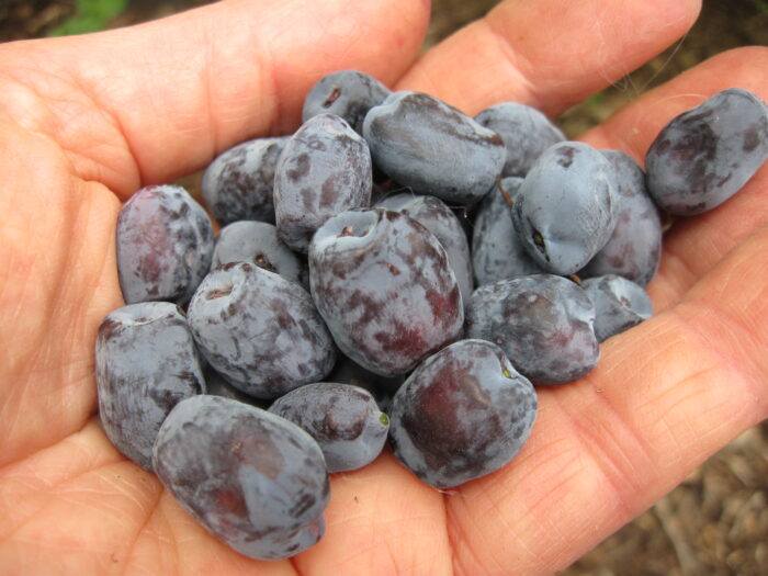 Haskap Berry (Lonicera caerulea)