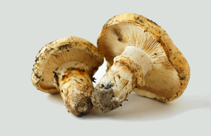 Matsutake Mushrooms