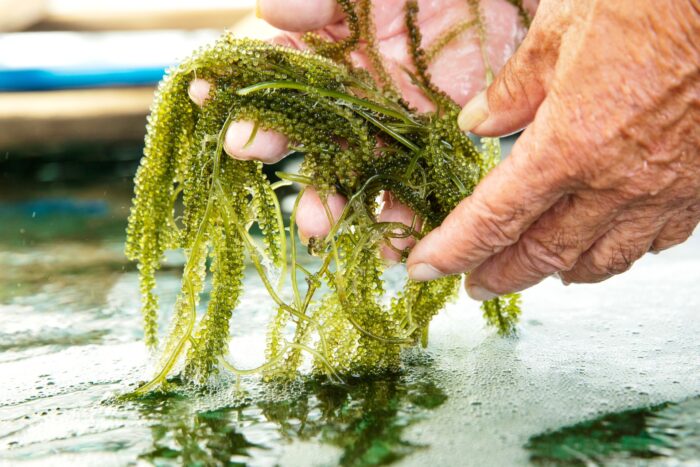 Sea Grapes (Umibudo) - Image 6