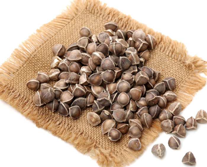 Moringa Seeds (West Africa) - Image 3