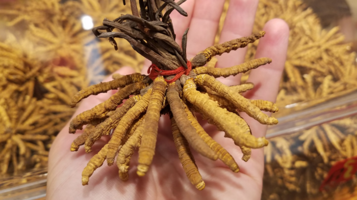 Cordyceps Sinensis (Caterpillar Fungus)