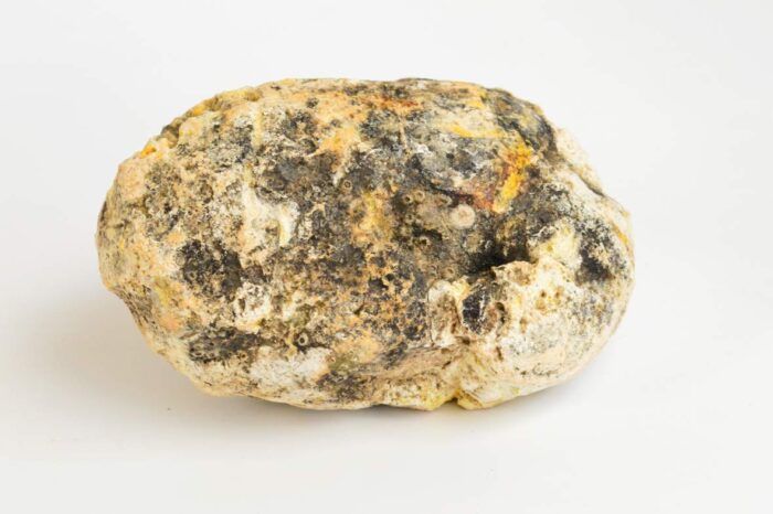Ambergris (Whale Vomit) - Image 3