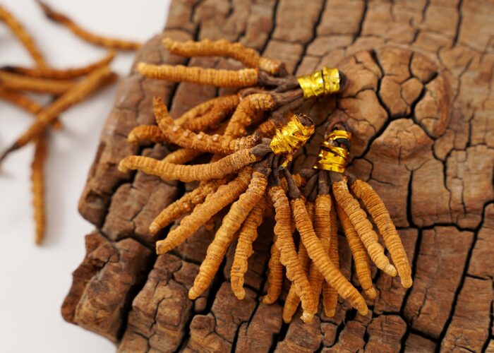 Cordyceps Sinensis (Caterpillar Fungus) - Image 3