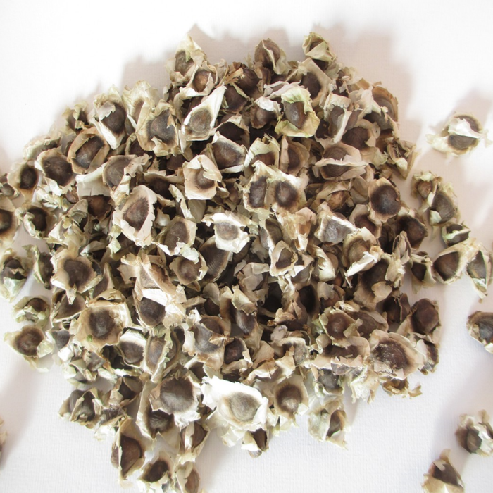Moringa Seeds (West Africa) - Image 4