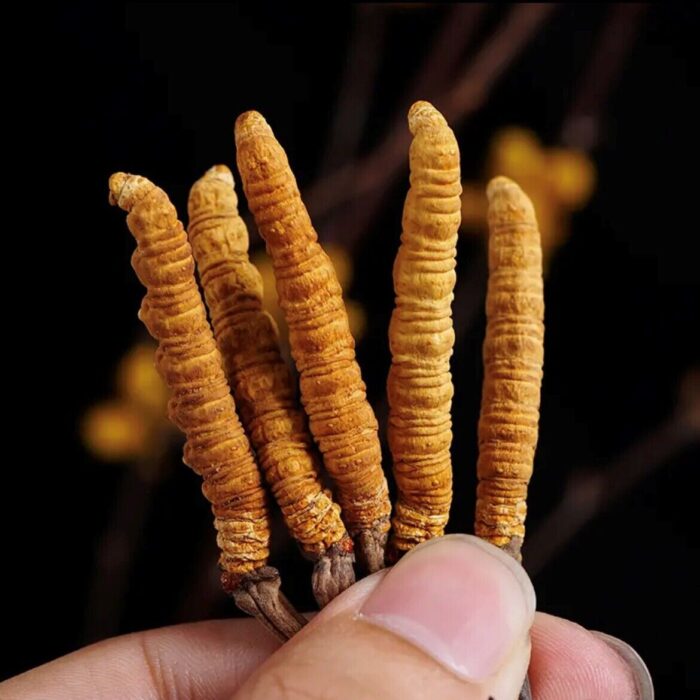Cordyceps Sinensis (Caterpillar Fungus) - Image 5