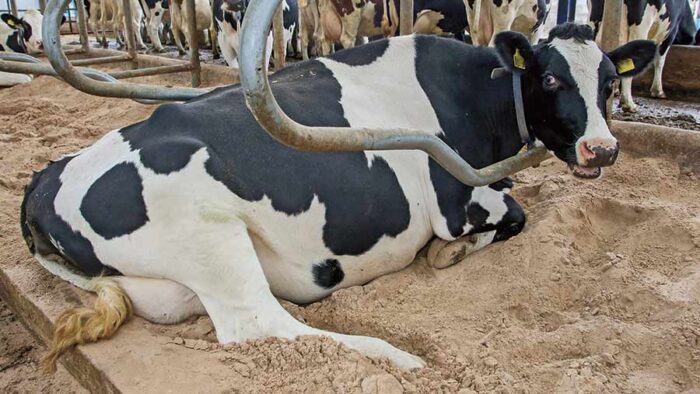 Cattle (Beef Cattle) - Image 6