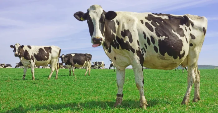 Cattle (Beef Cattle) - Image 3