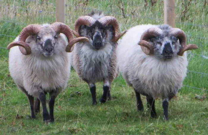 Sheep - Image 2