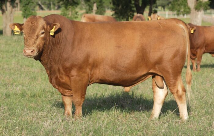 Cattle (Beef Cattle) - Image 7