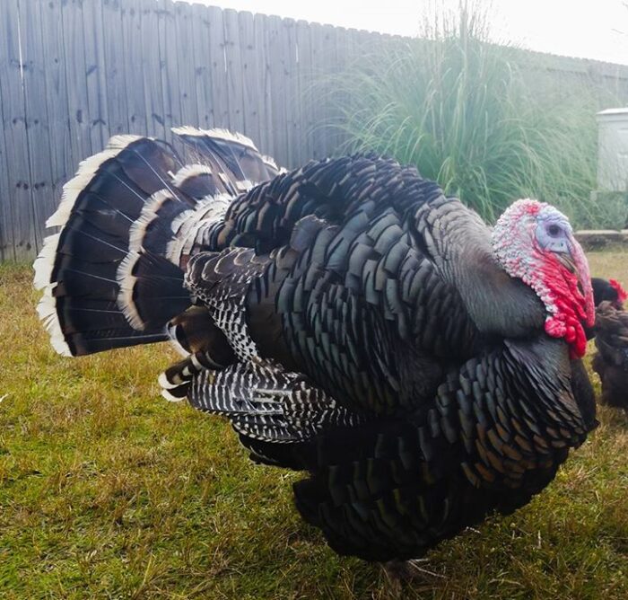 Turkeys - Image 4