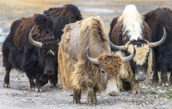 Yaks - Image 2