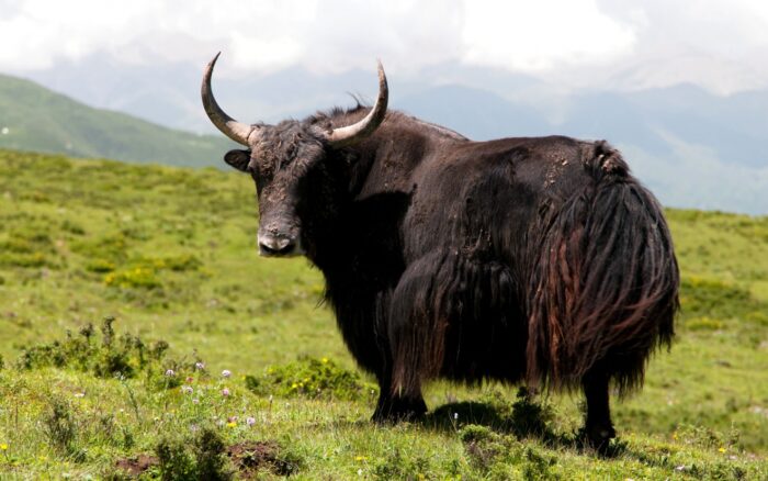 Yaks - Image 3