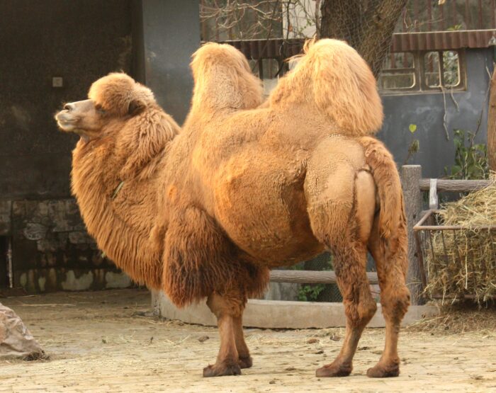 Camels