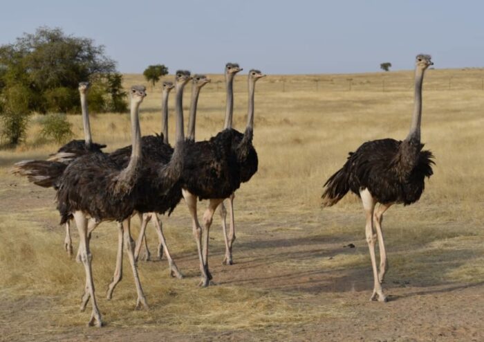 Ostriches - Image 3
