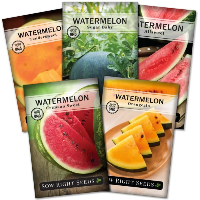 Watermelon Seeds - Image 3
