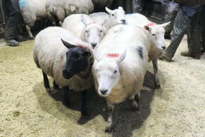 Sheep - Image 3