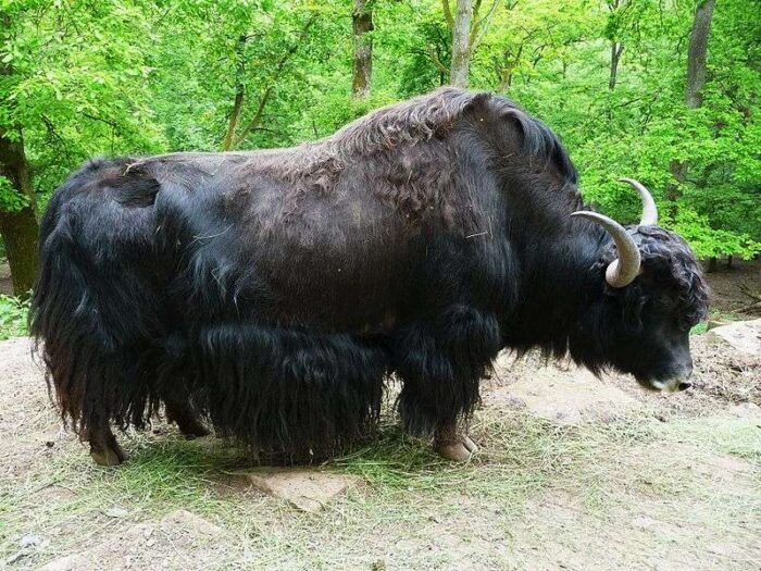 Yaks - Image 4