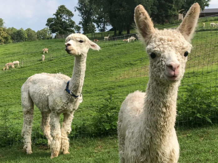 Alpacas - Image 2