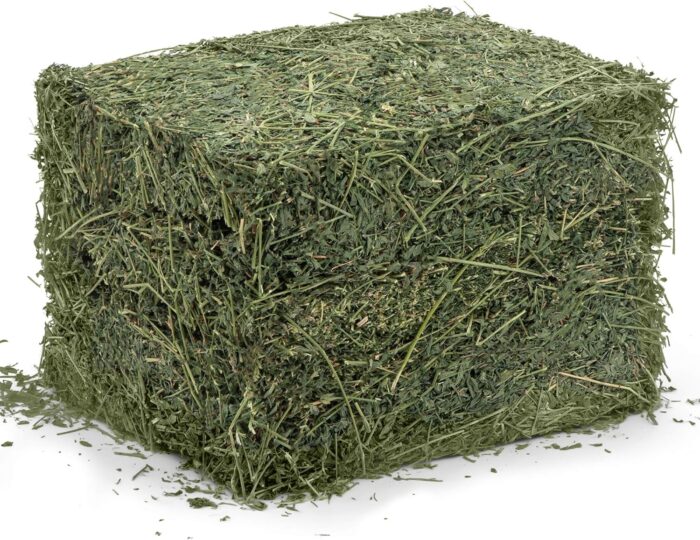 Alfalfa Hay - Image 3