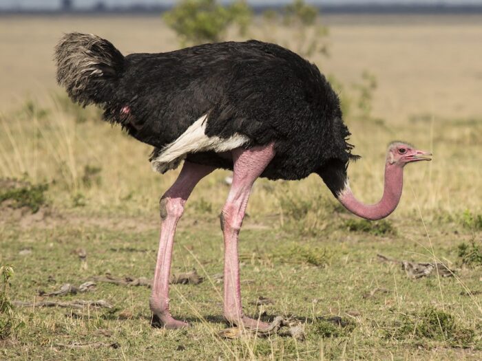 Ostriches - Image 2