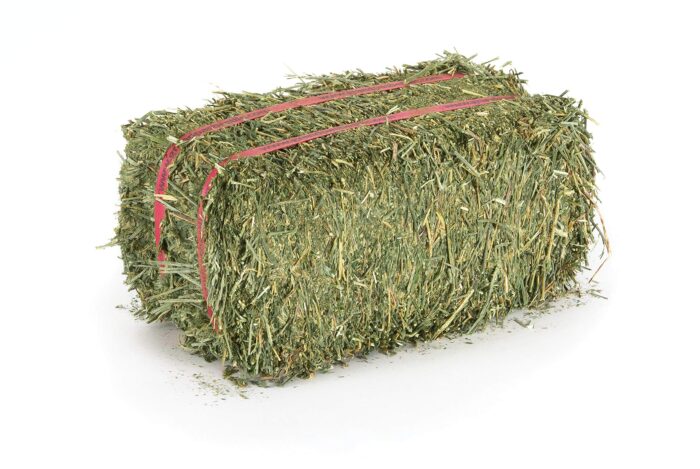 Alfalfa Hay - Image 2