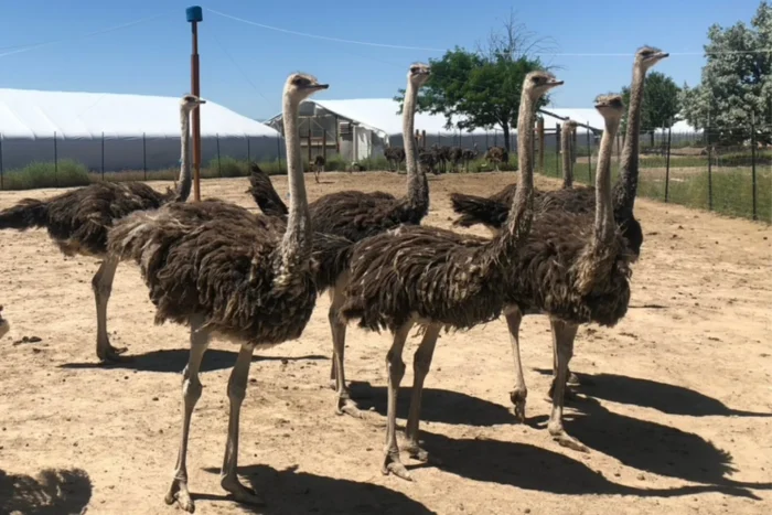 Ostriches - Image 4