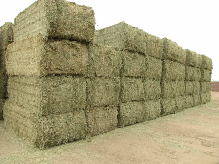 Alfalfa Hay - Image 9