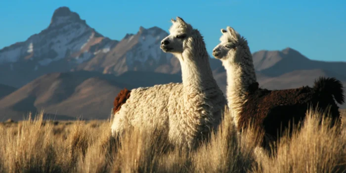 Alpacas - Image 4