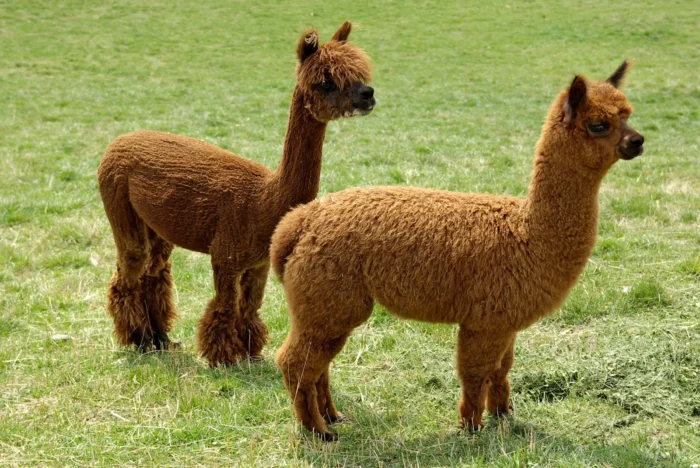 Alpacas - Image 5