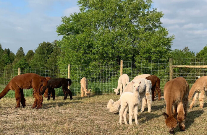 Alpacas - Image 8
