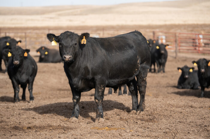 Cattle (Beef Cattle) - Image 8