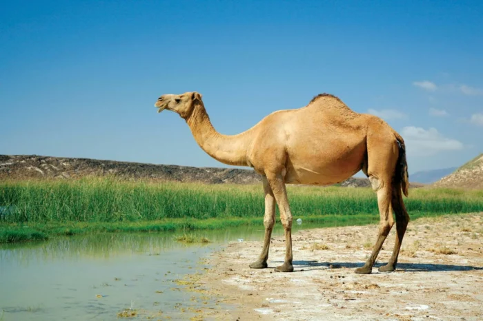 Camels - Image 5