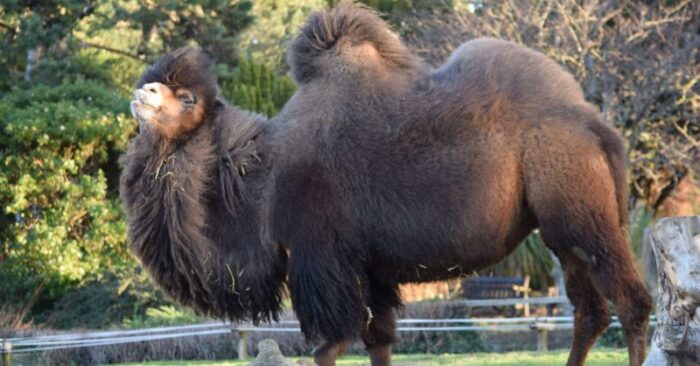 Camels - Image 6